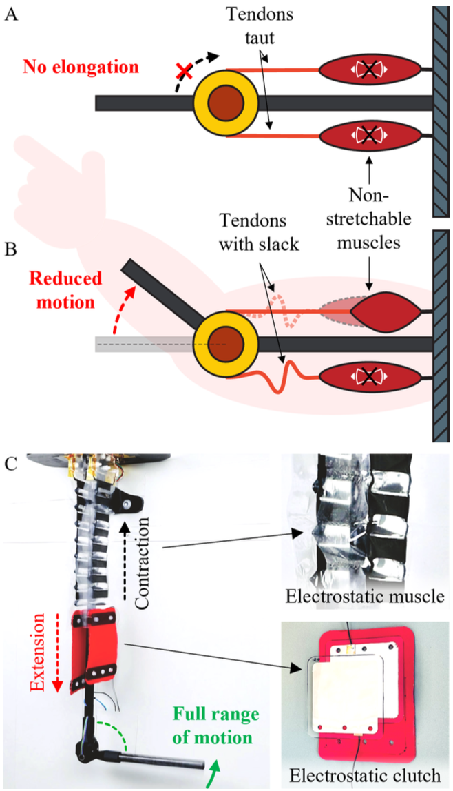 Mechanism overview: antagonistic non-stretchable muscles with electrostatic clutch for full-range motion