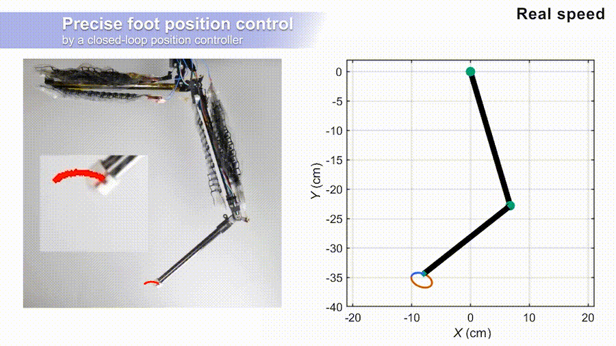 Closed-loop control of electrohydraulic musculoskeletal robotic leg
